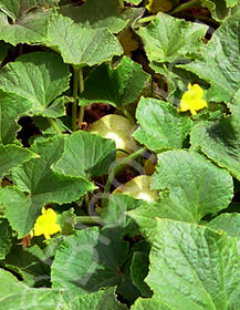 Cucumis sativus 'Lemon'